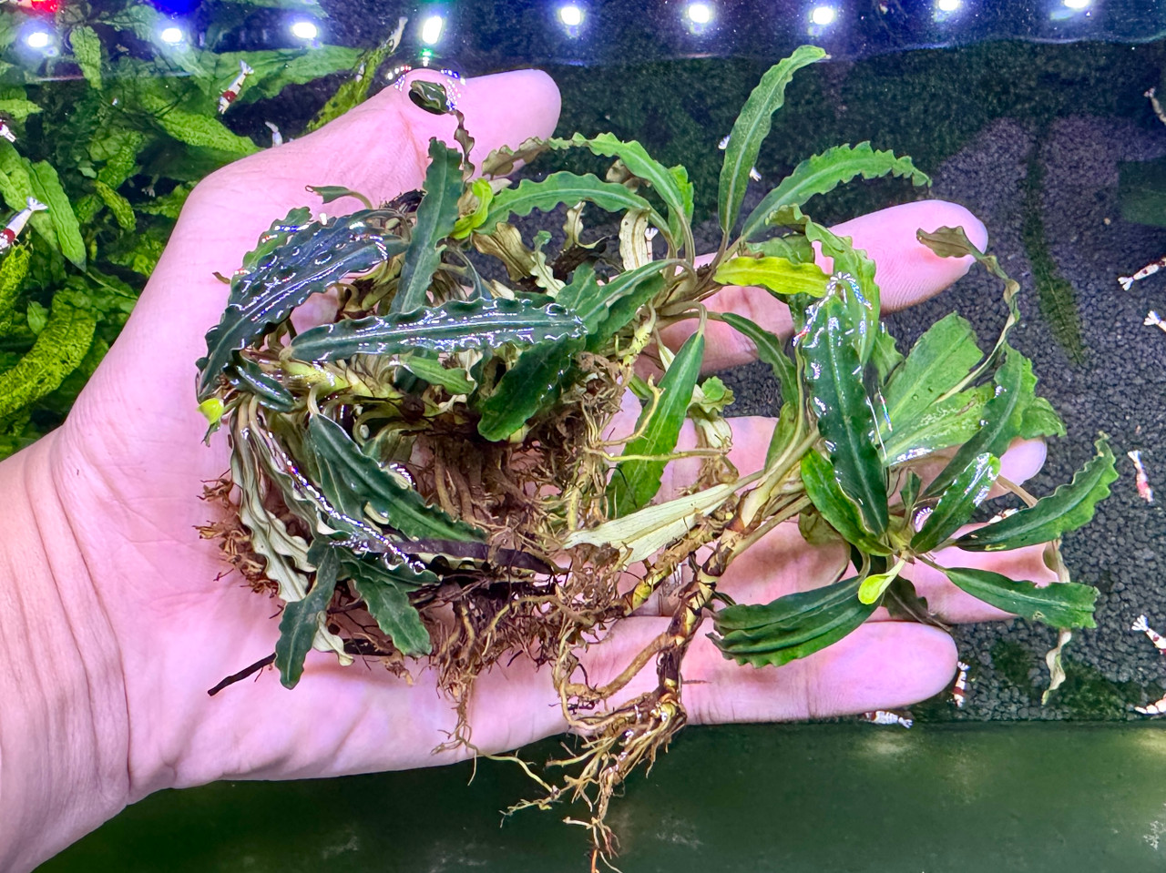 Bucephalandra sp. Velvet - Rare Live Aquatic Freshwater Aquarium
