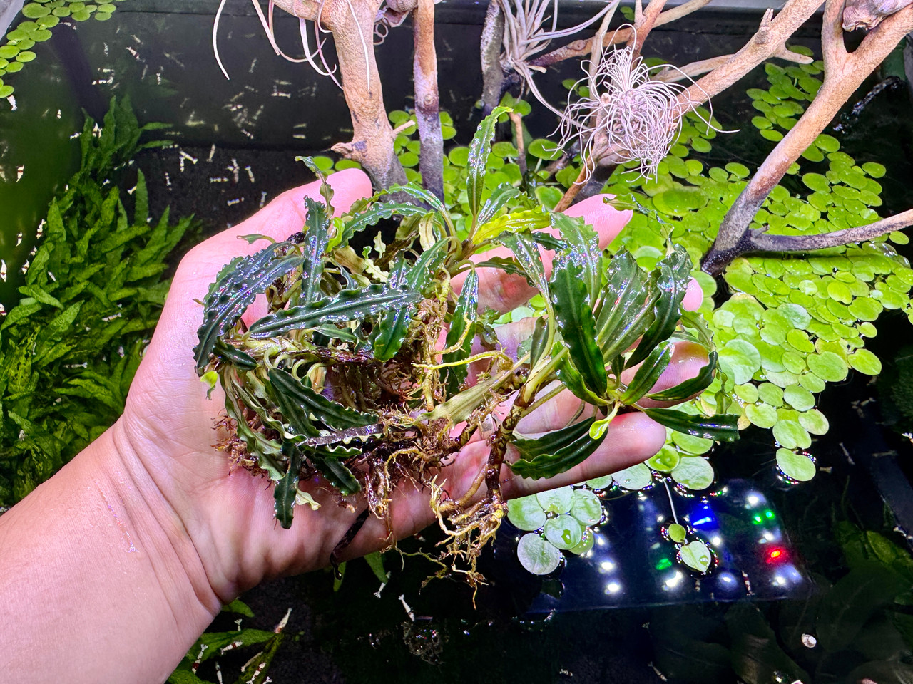 Bucephalandra sp. Velvet - Rare Live Aquatic Freshwater Aquarium