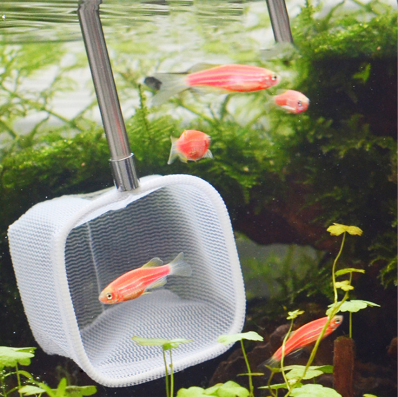 Aquarium Stainless Steel 3D Shrimp Net Extendable Handle