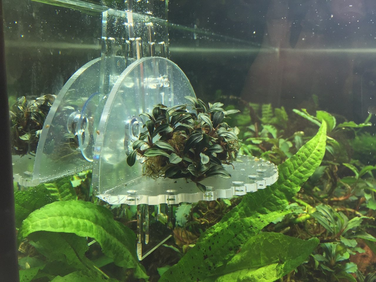 Waterplantenpot, Kristalglas, Planten Voor Aquaria, Rode Garnalen Levende Planten Glazen Houder Met 4 Zuignappen Aquariumdecoratie Stuks 550007691