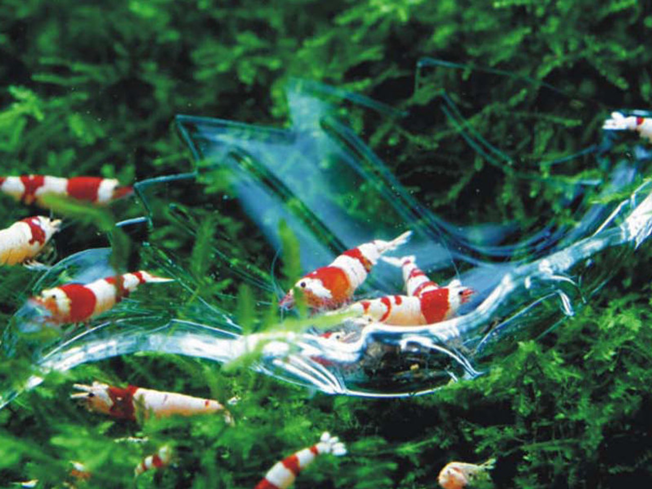 WEAVERBIRD Aquarium Feeding Tube 200mm Glass Fish Tube Aquarium Feeding Tube Fish Shrimp with Fish Feeding Bowl with 2PCS Suction Cups