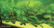 Algea you might encounter and possible treatments