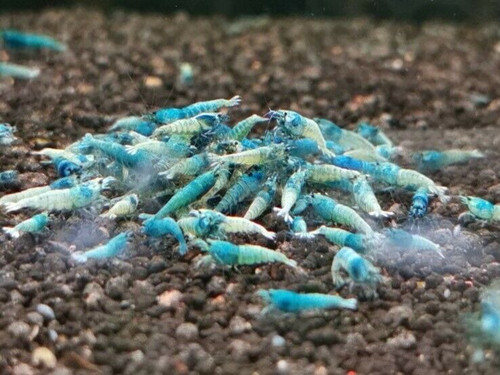 Blue Bolt Shrimp (S-SSS) - CARIDINA CANTONENSIS