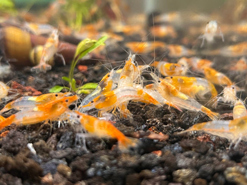 Orange Rili Shrimp - NEOCARIDINA DAVIDI