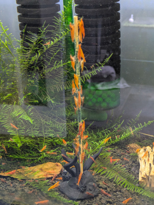 Shrimp Envy Shrimp Stix Shrimp Envy Shrimp Stix