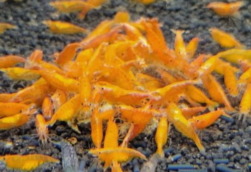 Orange Sunkist Shrimp - NEOCARIDINA DAVIDI