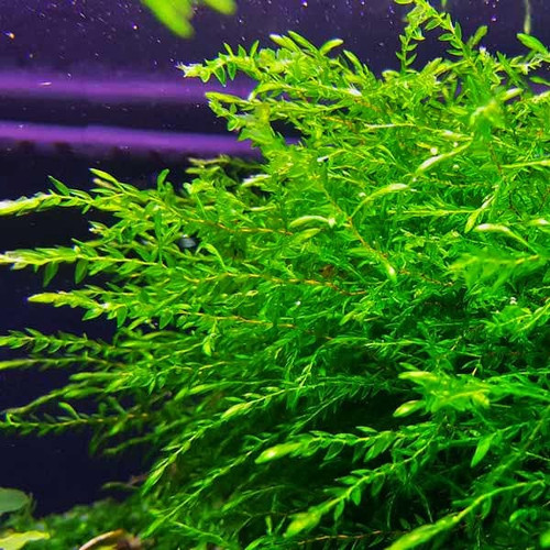 Willow Moss Live Aquatic Freshwater Aquarium Plant Moss