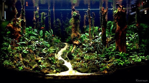 Bucephalandra sp. Biblis - Rare Live Aquatic Freshwater Aquarium Plant