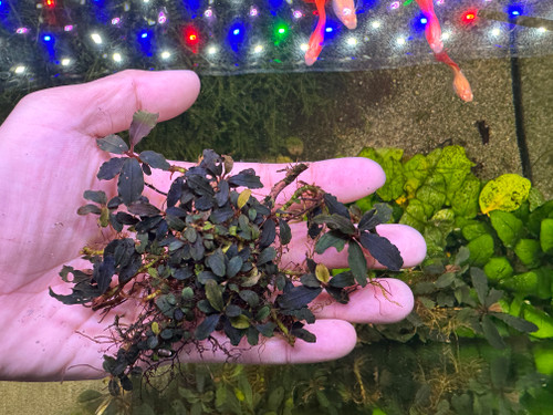 Bucephalandra sp. Black Cherry - Rare Live Aquatic Freshwater