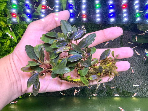 Bucephalandra sp. Blue Venus - Rare Live Aquatic Freshwater Aquarium Plant