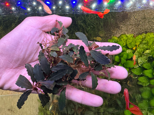 Bucephalandra sp. Brownie Dark Leaf - Rare Live Aquatic Freshwater Aquarium Plant