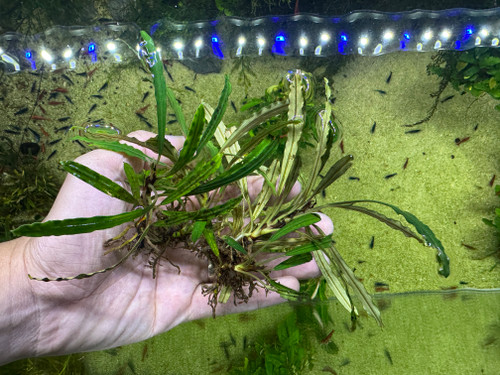 Bucephalandra sp. Crocodile - Rare Live Aquatic Freshwater