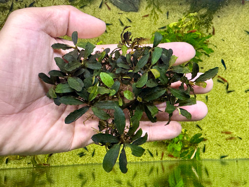 Bucephalandra sp. Kedagang - Rare Live Aquatic Freshwater Aquarium Plant