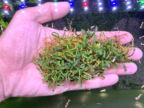 Bucephalandra sp. Silver Aurora - Rare Live Aquatic Freshwater