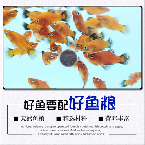 Spirulina/Astaxanthin Stick on Glass Aquarium Fish Shrimp Food Tablets Minerals