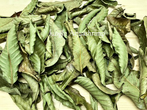 Dried Guava Leaves