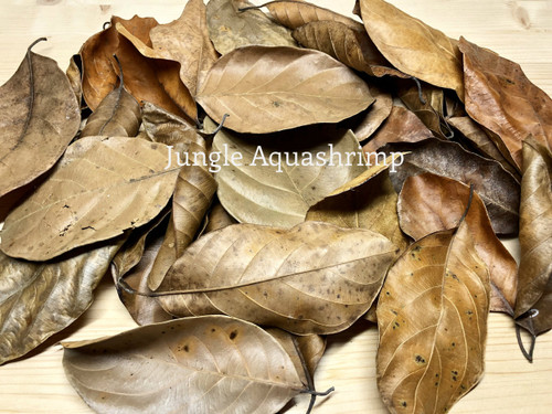 Dried Jackfruit Leaves (Katahal Leaves)