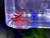 Fire Red Cherry Shrimp - NEOCARIDINA DAVIDI