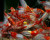 Red Rili Shrimp - NEOCARIDINA DAVIDI