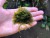 "Mini" Fissidens Rare Live Aquatic Plant Moss