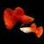 Full Red Albino Guppy (Pair)