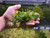 Bucephalandra sp. Biblis - Rare Live Aquatic Freshwater Aquarium Plant