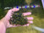 Bucephalandra sp. Catherinae - Rare Live Aquatic Freshwater Aquarium Plant