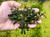 Bucephalandra sp. Kedagang - Rare Live Aquatic Freshwater Aquarium Plant