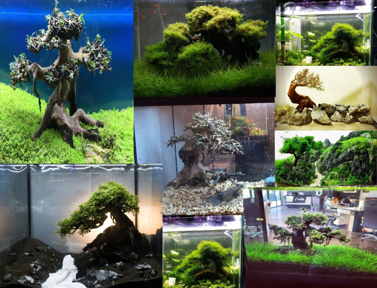jungle aquashrimp