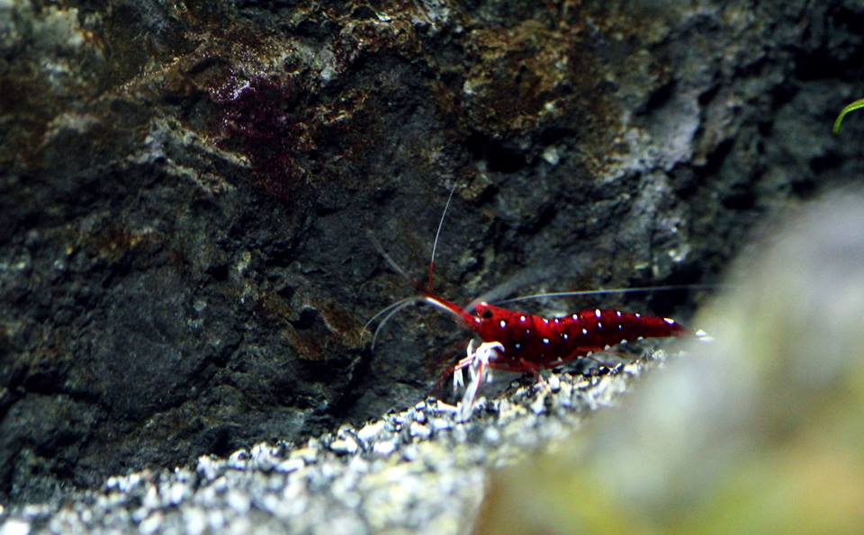 Setting up a Cardinal Sulawesi shrimps tank (Step by Step by Riversun
