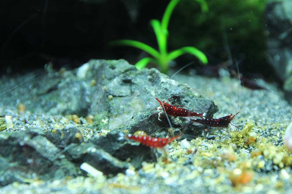 Setting up a Cardinal Sulawesi shrimps tank (Step by Step by Riversun