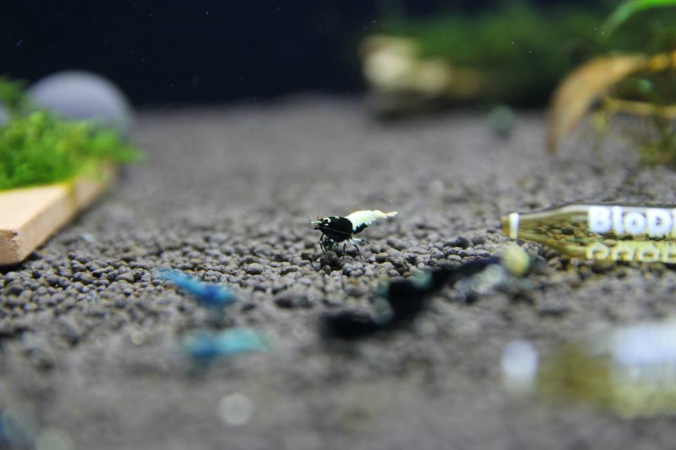 SETTING UP A CARIDINA TAIWAN BEE/CRYSTAL SHRIMPS TANK USING BENIBACHI