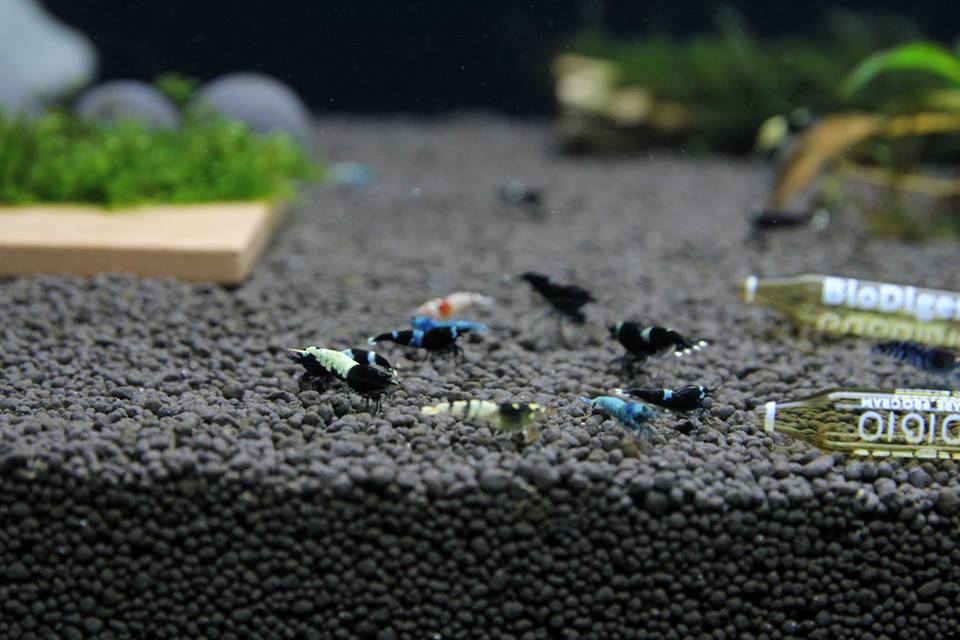 SETTING UP A CARIDINA TAIWAN BEE/CRYSTAL SHRIMPS TANK USING BENIBACHI