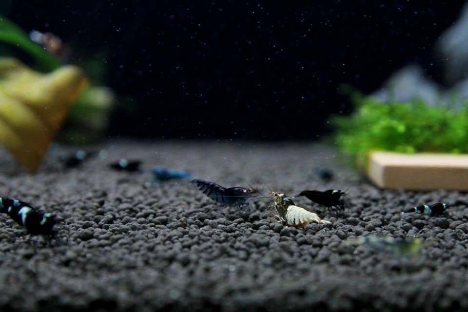 SETTING UP A CARIDINA TAIWAN BEE/CRYSTAL SHRIMPS TANK USING BENIBACHI