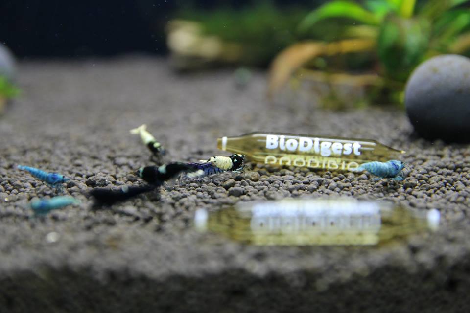 SETTING UP A CARIDINA TAIWAN BEE/CRYSTAL SHRIMPS TANK USING BENIBACHI