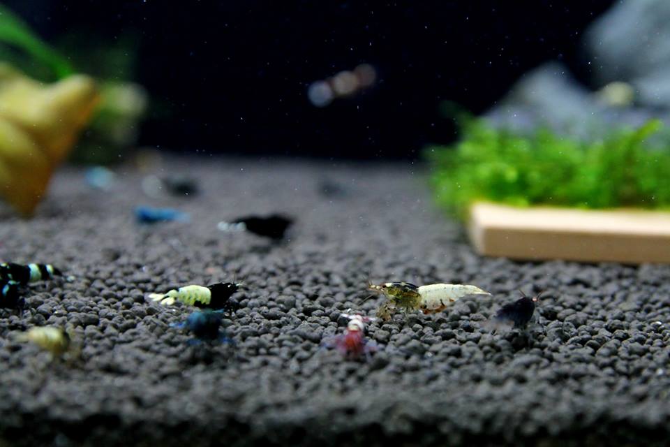 SETTING UP A CARIDINA TAIWAN BEE/CRYSTAL SHRIMPS TANK USING BENIBACHI