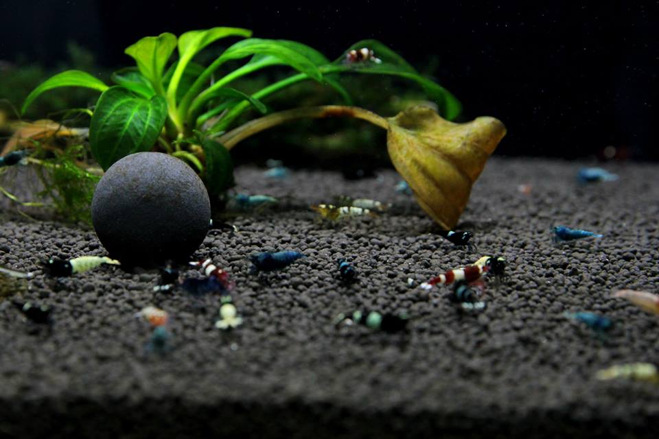 SETTING UP A CARIDINA TAIWAN BEE/CRYSTAL SHRIMPS TANK USING BENIBACHI