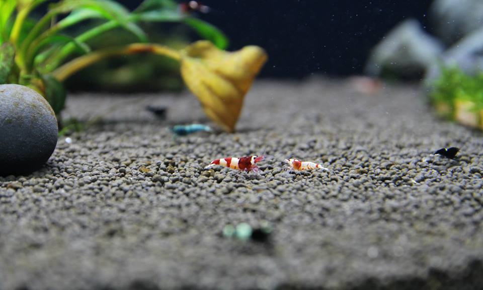 SETTING UP A CARIDINA TAIWAN BEE/CRYSTAL SHRIMPS TANK USING BENIBACHI