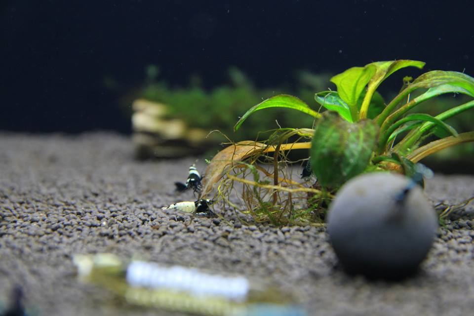 SETTING UP A CARIDINA TAIWAN BEE/CRYSTAL SHRIMPS TANK USING BENIBACHI