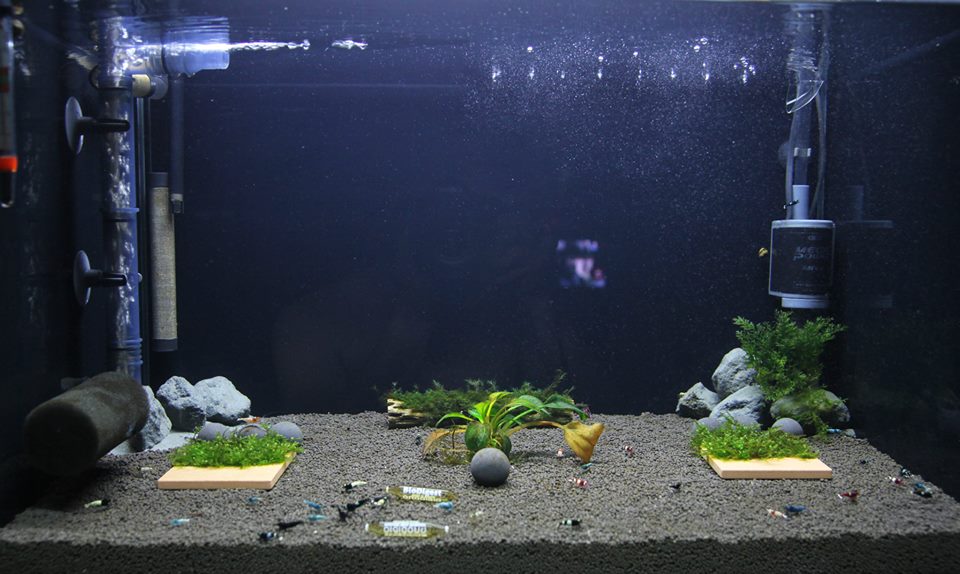 SETTING UP A CARIDINA TAIWAN BEE/CRYSTAL SHRIMPS TANK USING BENIBACHI