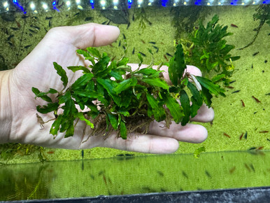 Bucephalandra sp. Biblis - Rare Live Aquatic Freshwater Aquarium