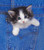 Kitten 240 21c 4 Artwork Micro Fiber Cleaning Cloth