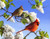 Illinois State Bird 290-13-2 Micro Fiber Cleaning Cloth
