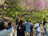 Wild Weeds and Foraged Medicine Walk - Saturday, May 11th