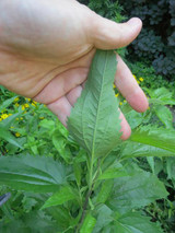 Herbal Day in the Catskills - Saturday, June 27th