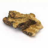 Lomatium, organic - 1 oz.