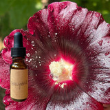 Garnet Hollyhock flower essence
