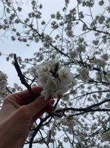 SPRING MEDICINE MAKING CIRCLE: A 6-Week Medicine Making Intensive