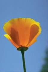 FES California Poppy - 1/4oz