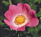 FES California Wild Rose - 1/4oz